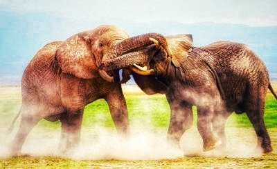 كلما تصارعت القوى (السمينة) على زعامة القطيع، يستحضر المرء المثل الهندي: "عندما تتصارع الف…