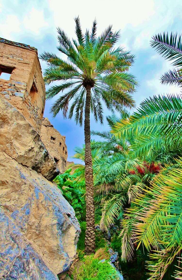 في وطني العزيز #سلطنة_عُمان عزّة النفس في روح الإنسان.. من اخضرار الجمال على الأرض، وعلوّ …